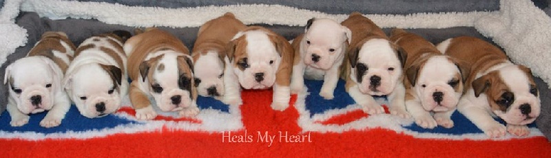 Heals My Heart - Bulldog Anglais - Portée née le 30/03/2015