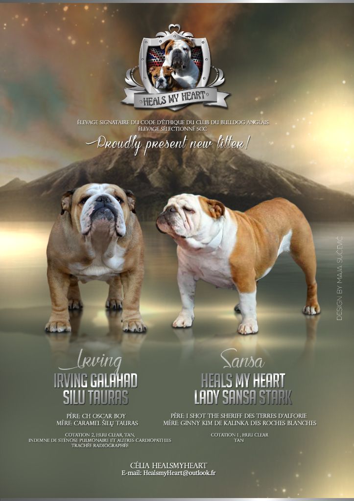 Heals My Heart - Bulldog Anglais - Portée née le 22/10/2018