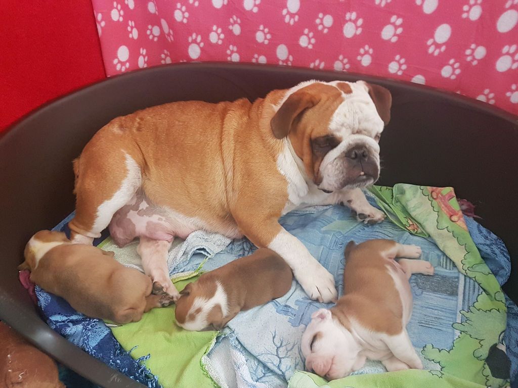 Heals My Heart - Bulldog Anglais - Portée née le 27/07/2018