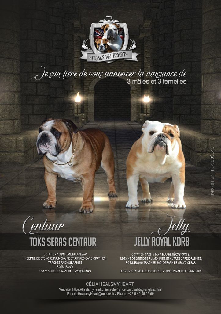 Heals My Heart - Bulldog Anglais - Portée née le 30/10/2018